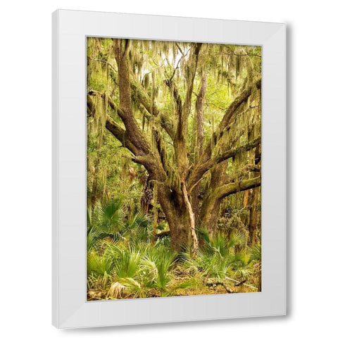 Grand Forest II White Modern Wood Framed Art Print by Mansfield, Kathy