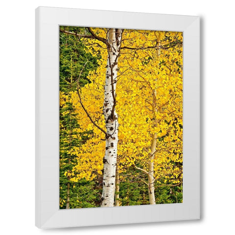 Sunny Blooms White Modern Wood Framed Art Print by Nawrocke, Bruce