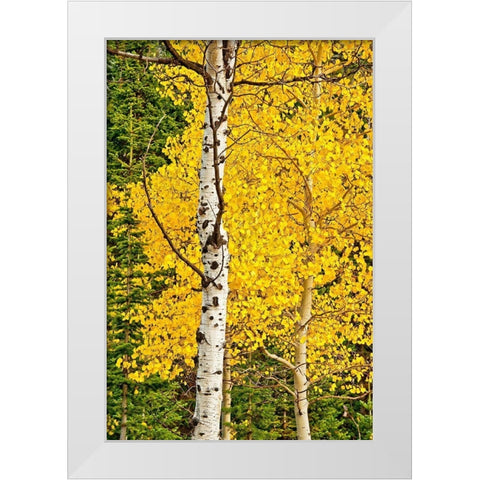 Sunny Blooms White Modern Wood Framed Art Print by Nawrocke, Bruce