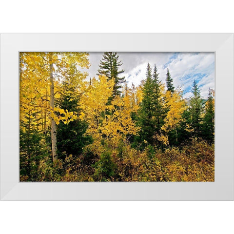 Natures Hidden Treasures II White Modern Wood Framed Art Print by Nawrocke, Bruce