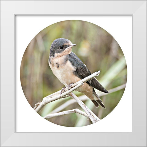 On Watch Out White Modern Wood Framed Art Print by ODell, Debbie