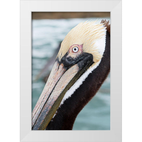Bayside Pelican White Modern Wood Framed Art Print by ODell, Debbie