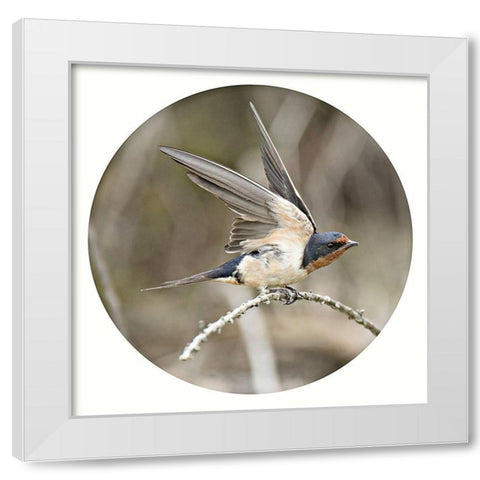 Ready Set Fly White Modern Wood Framed Art Print by ODell, Debbie