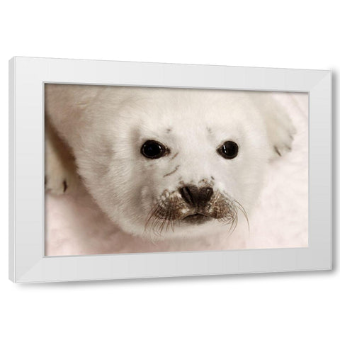Arctic Seal Pup White Modern Wood Framed Art Print by Mansfield, Kathy