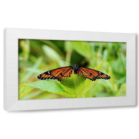 On a Leaf White Modern Wood Framed Art Print by Mansfield, Kathy