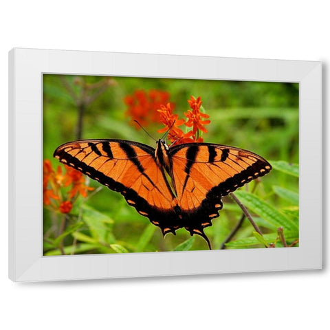 Metallic Butterfly White Modern Wood Framed Art Print by Mansfield, Kathy