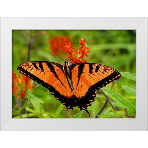 Metallic Butterfly White Modern Wood Framed Art Print by Mansfield, Kathy