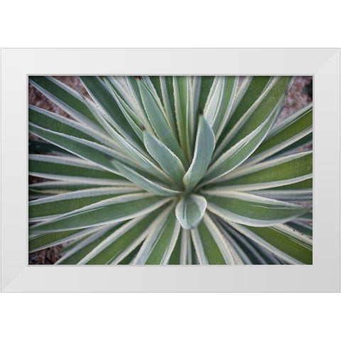 Where the Cactus Grow I White Modern Wood Framed Art Print by Bryant, Susan