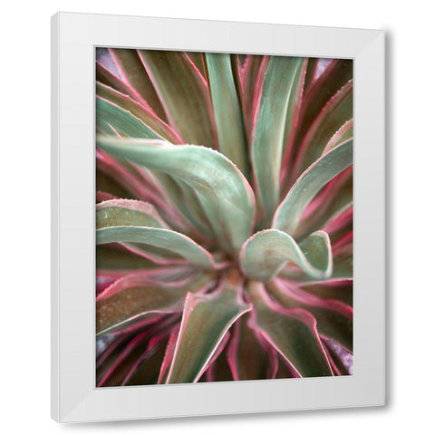 Pink Agave White Modern Wood Framed Art Print by Bryant, Susan