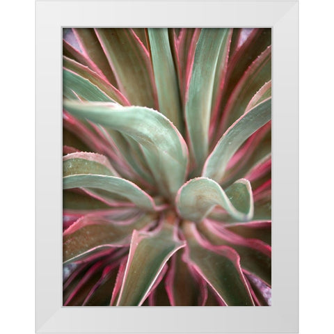 Pink Agave White Modern Wood Framed Art Print by Bryant, Susan