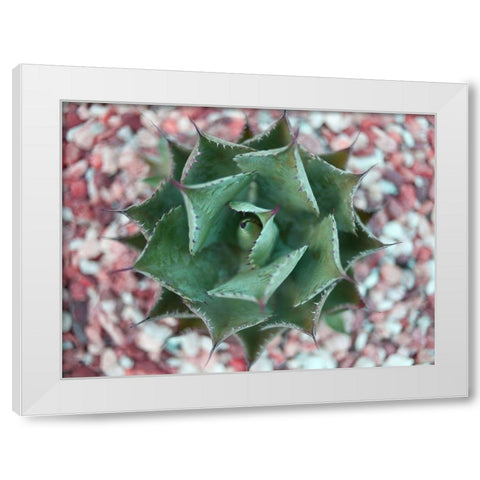Agave Shot White Modern Wood Framed Art Print by Bryant, Susan