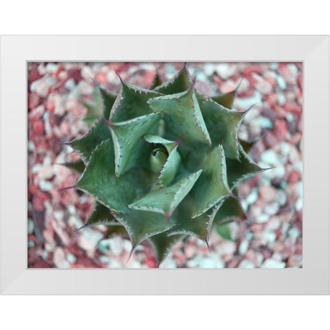 Agave Shot White Modern Wood Framed Art Print by Bryant, Susan