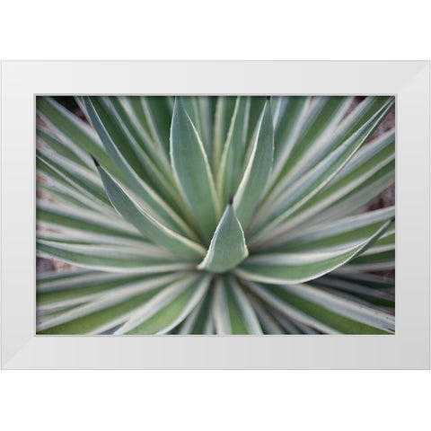 Where the Cactus Grow II White Modern Wood Framed Art Print by Bryant, Susan