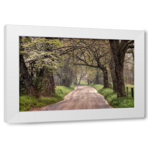 Nature Trail Walks White Modern Wood Framed Art Print by Amos, Andy