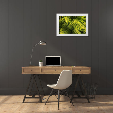 Ferns II White Modern Wood Framed Art Print by Amos, Andy