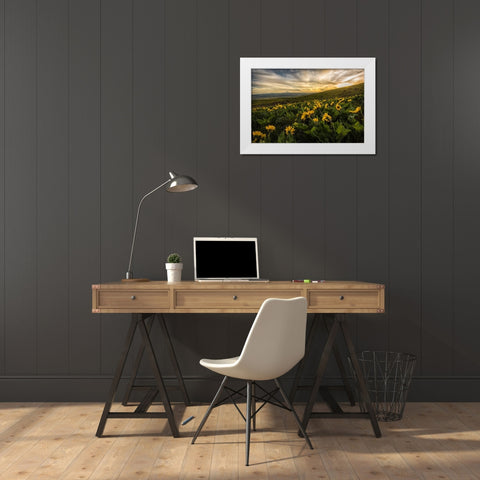 Sunflower Field White Modern Wood Framed Art Print by Amos, Andy