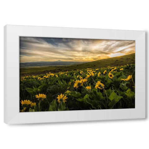 Sunflower Field White Modern Wood Framed Art Print by Amos, Andy