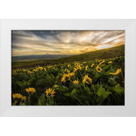 Sunflower Field White Modern Wood Framed Art Print by Amos, Andy