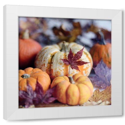 A Bright Harvest II White Modern Wood Framed Art Print by Gardner, Sarah