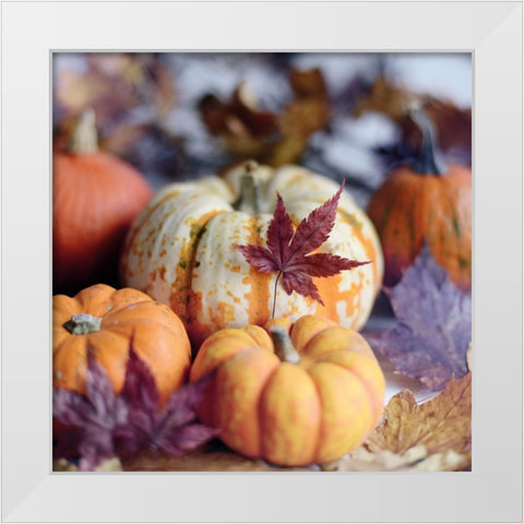 A Bright Harvest II White Modern Wood Framed Art Print by Gardner, Sarah