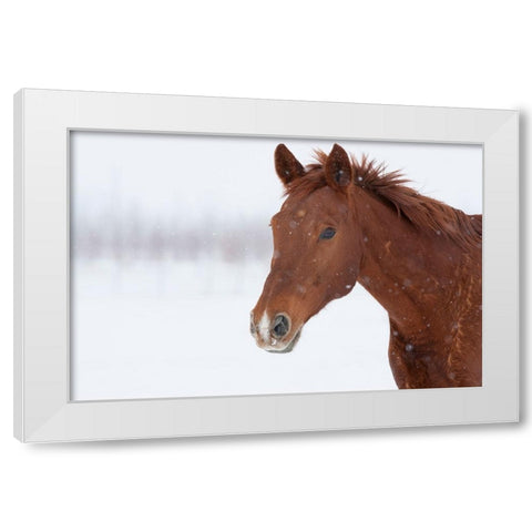 Brown Steed in Winter White Modern Wood Framed Art Print by Walker, Carol