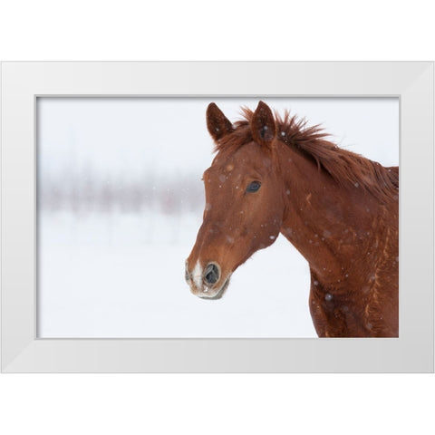 Brown Steed in Winter White Modern Wood Framed Art Print by Walker, Carol