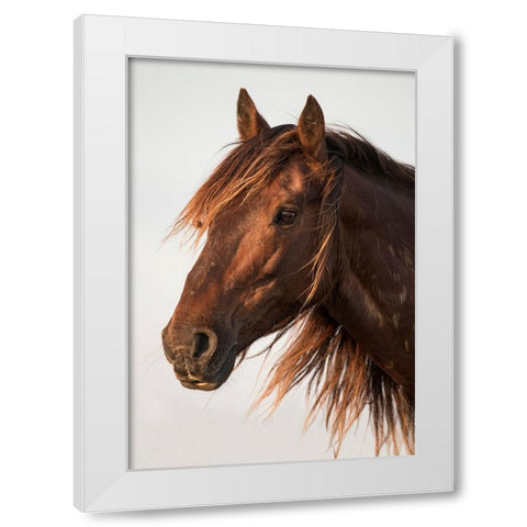 Brown Steed White Modern Wood Framed Art Print by Walker, Carol