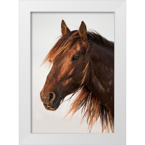 Brown Steed White Modern Wood Framed Art Print by Walker, Carol