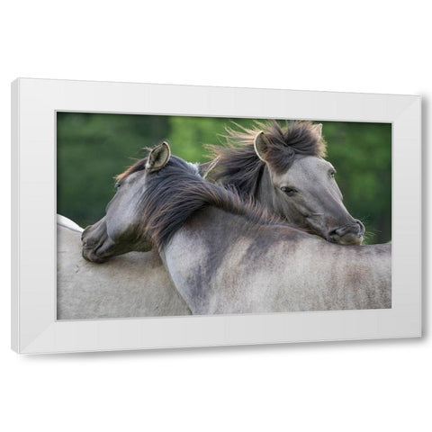 Caring Horses White Modern Wood Framed Art Print by Walker, Carol