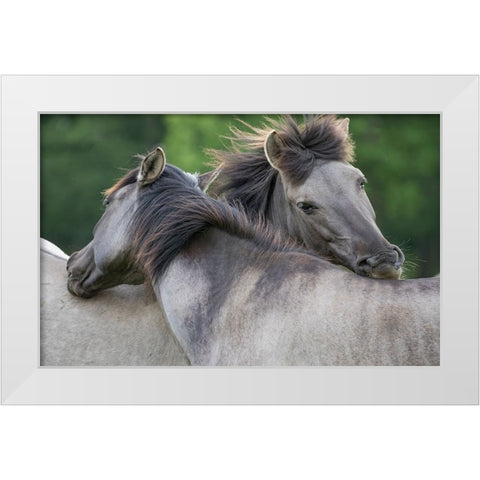 Caring Horses White Modern Wood Framed Art Print by Walker, Carol