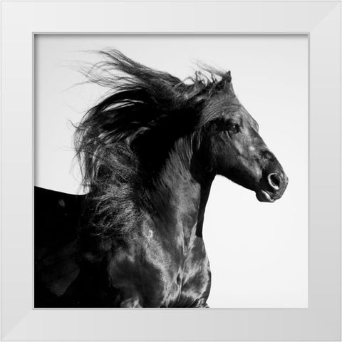 Black Horse White Modern Wood Framed Art Print by Walker, Carol