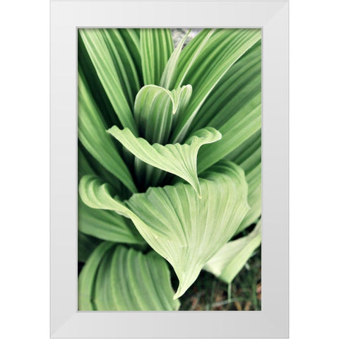 Green Leaf Blooms I White Modern Wood Framed Art Print by Mansfield, Kathy