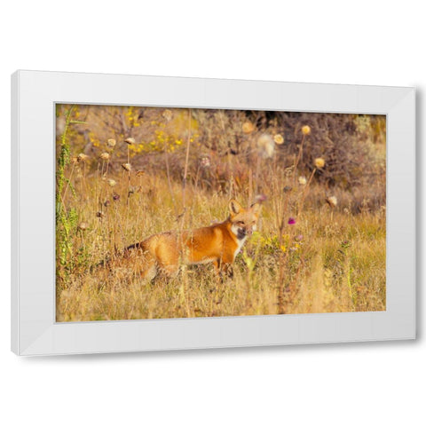 Fox Field I White Modern Wood Framed Art Print by Mansfield, Kathy