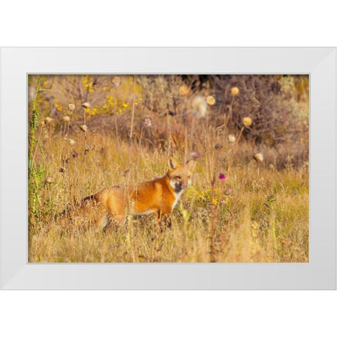 Fox Field I White Modern Wood Framed Art Print by Mansfield, Kathy
