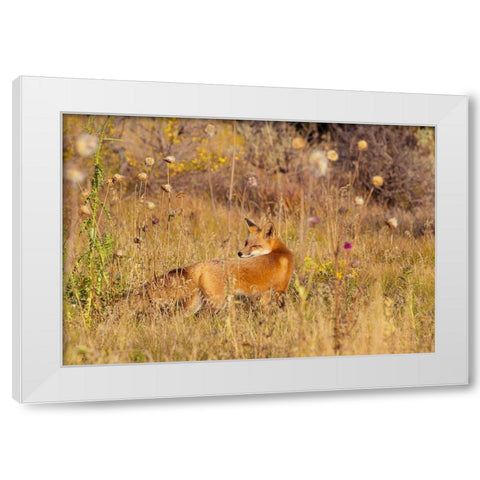 Fox Field II White Modern Wood Framed Art Print by Mansfield, Kathy
