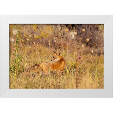 Fox Field II White Modern Wood Framed Art Print by Mansfield, Kathy
