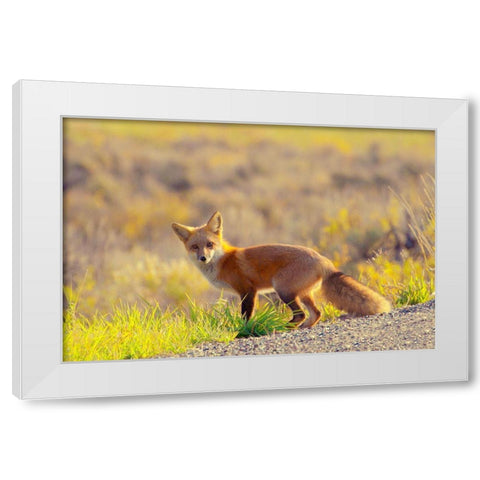 Curious Fox White Modern Wood Framed Art Print by Mansfield, Kathy