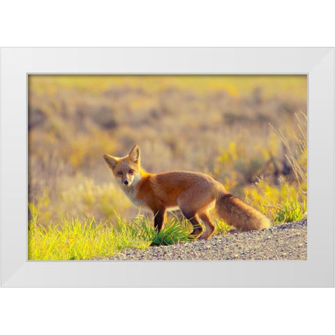 Curious Fox White Modern Wood Framed Art Print by Mansfield, Kathy