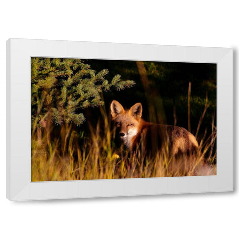 Fox Stare White Modern Wood Framed Art Print by Mansfield, Kathy