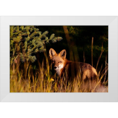 Fox Stare White Modern Wood Framed Art Print by Mansfield, Kathy
