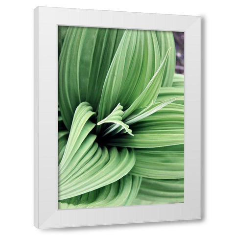 Green Leaf Blooms II White Modern Wood Framed Art Print by Mansfield, Kathy