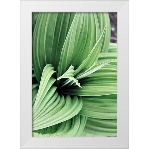 Green Leaf Blooms II White Modern Wood Framed Art Print by Mansfield, Kathy