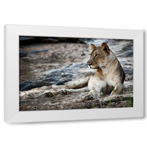 Afternoon Pose White Modern Wood Framed Art Print by Niassa Lion Project