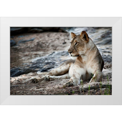 Afternoon Pose White Modern Wood Framed Art Print by Niassa Lion Project