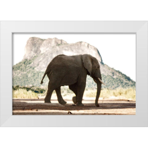 Lone Ele White Modern Wood Framed Art Print by Niassa Lion Project