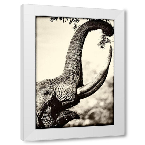 Reaching High White Modern Wood Framed Art Print by Niassa Lion Project