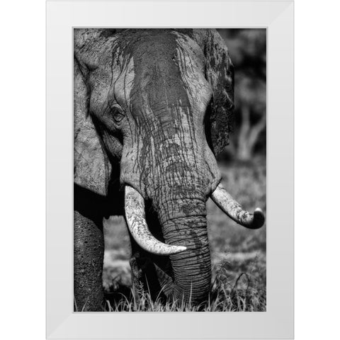 Tusks White Modern Wood Framed Art Print by Niassa Lion Project