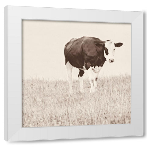 Vintage Cow on Field White Modern Wood Framed Art Print by Amos, Andy
