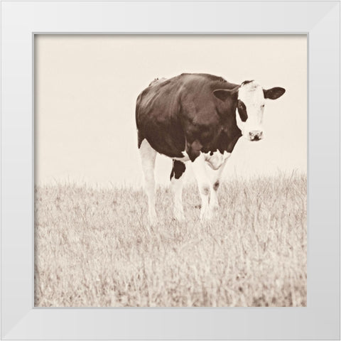 Vintage Cow on Field White Modern Wood Framed Art Print by Amos, Andy