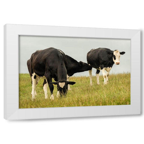 Country Cows White Modern Wood Framed Art Print by Amos, Andy